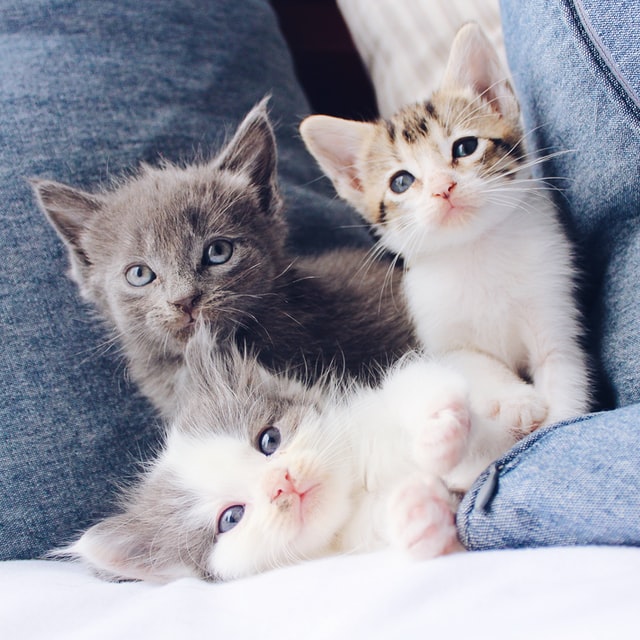 Photo by The Lucky Neko on Unsplash image of cute kittens