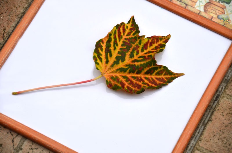 Leaf It to Joomla!